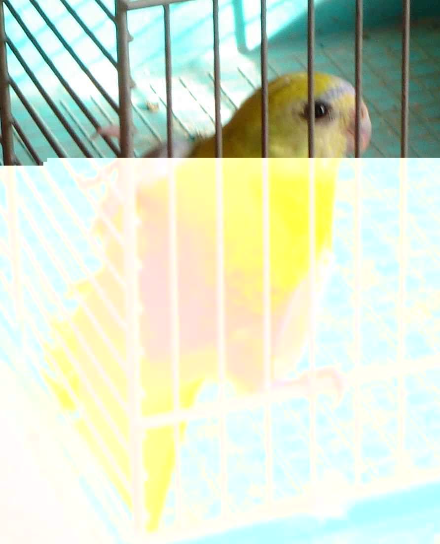 turquoi 1.jpg