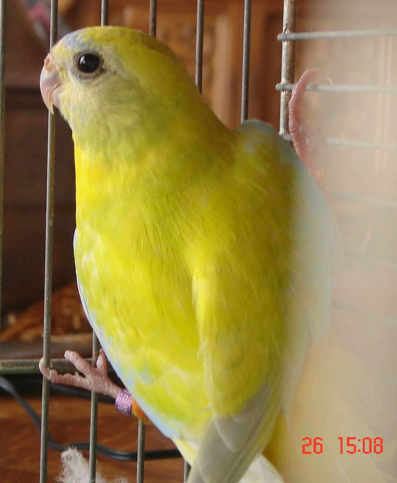 turquoi1111.jpg