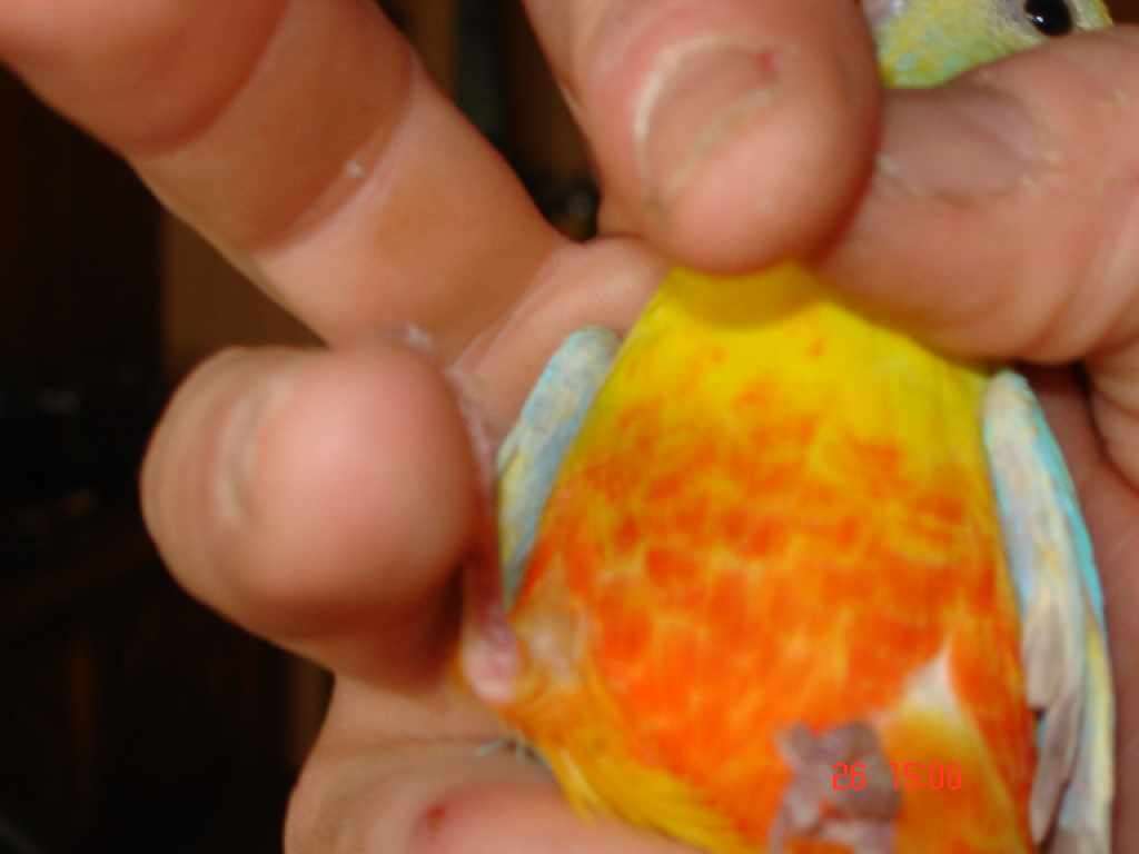 turquoi 11.jpg