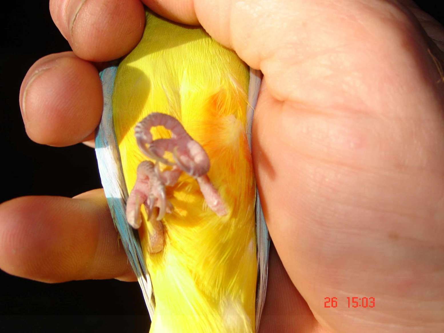 turquoi22.jpg