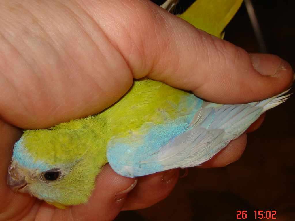 turquoi23.jpg