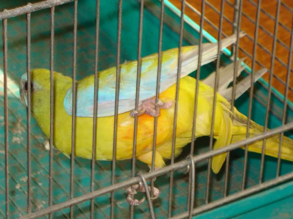 turquoi24.jpg