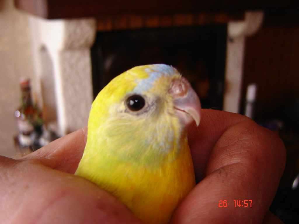 turquoi3.jpg