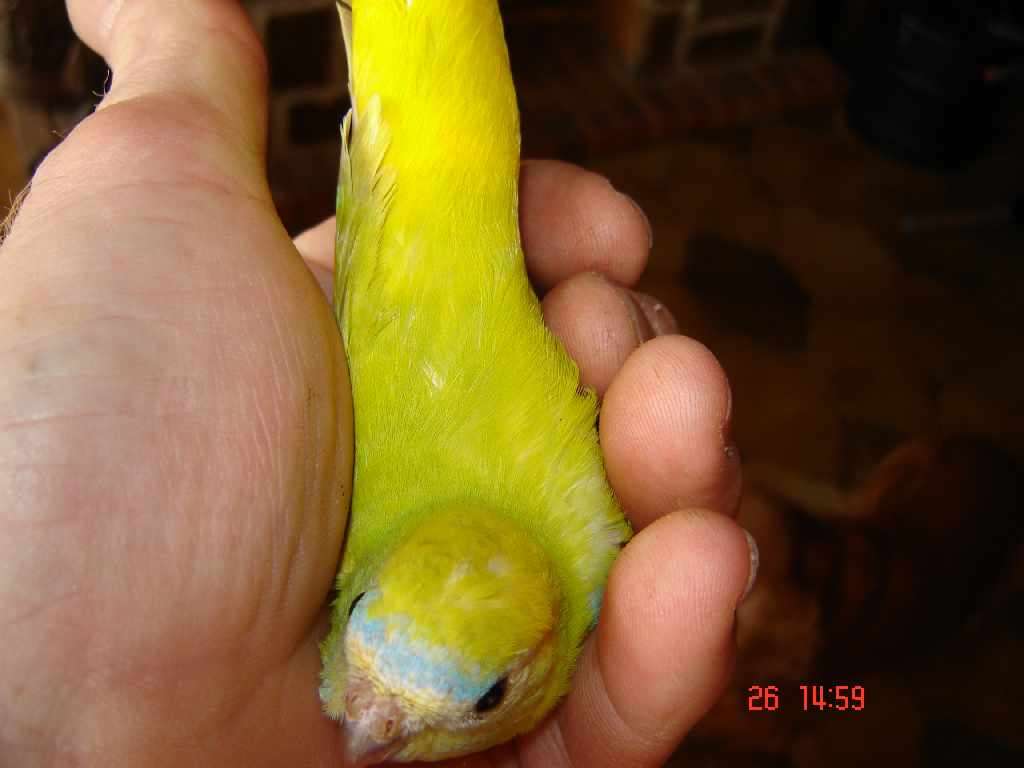 turquoi31.jpg