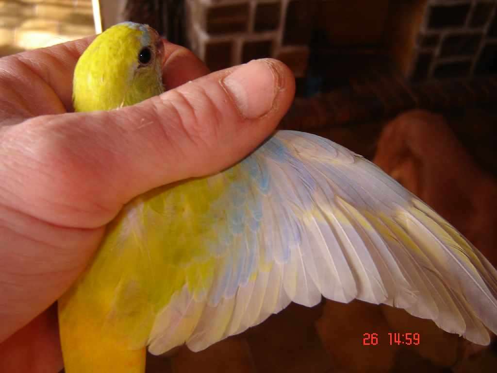 turquoi32.jpg