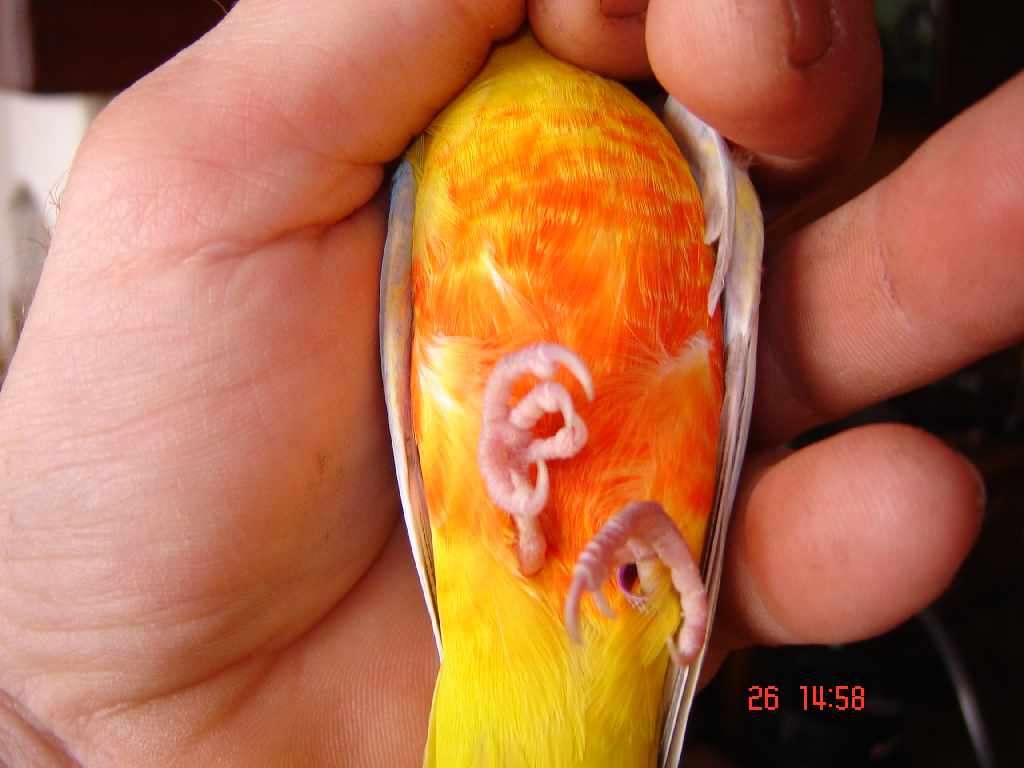turquoi33.jpg