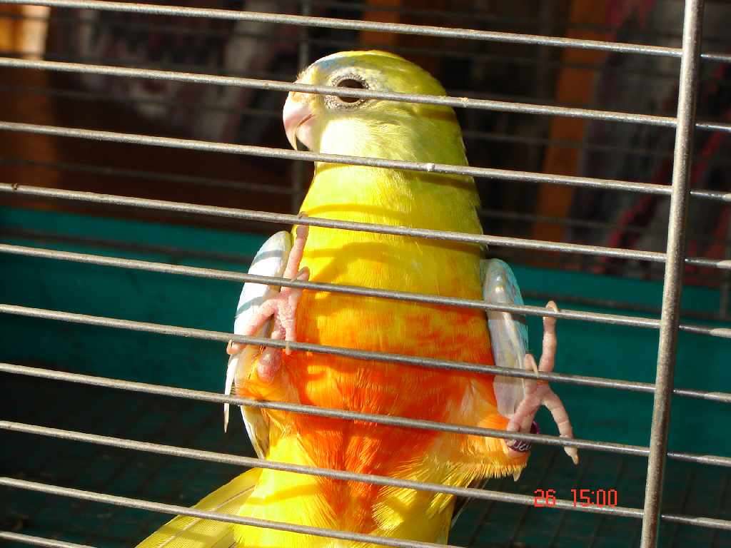 turquoi34.jpg