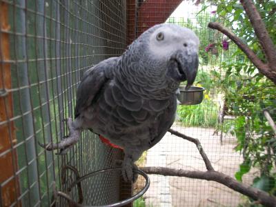 coco mon gris.jpg