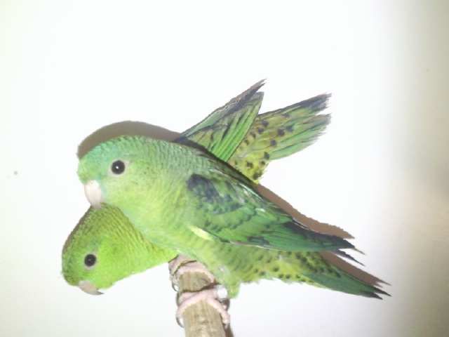 P. catherine (11).jpg