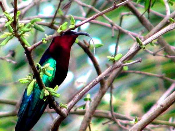 colibri.jpg
