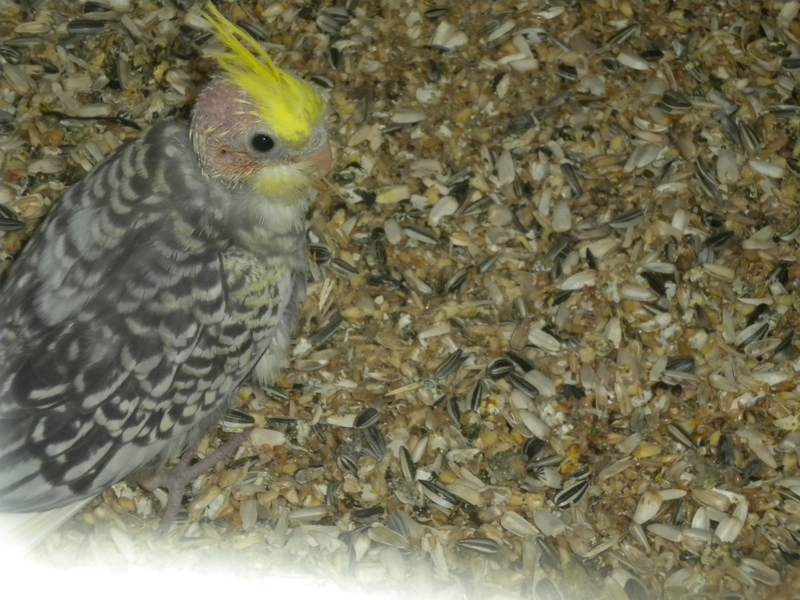 mon piou 2010.jpg