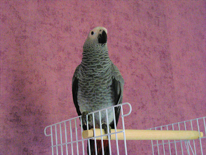lilou 001.JPG