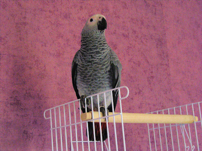 lilou 002.JPG