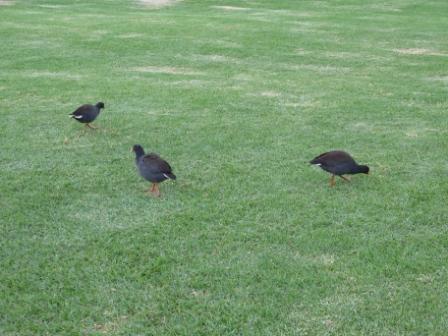 IMG_1861b.JPG