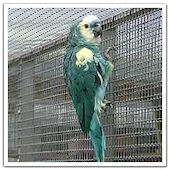 aestiva_turquoise.jpg