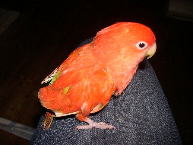 red.jpg