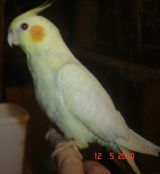 calo 002.JPG