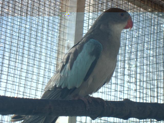 PDG BLEUE 05 (Small).JPG