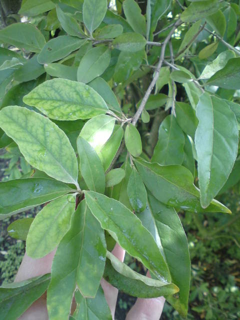 DSC06775.JPG