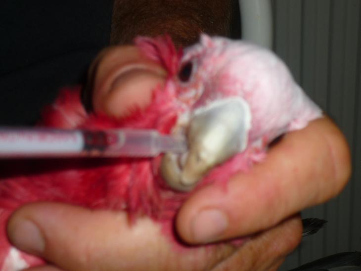 ADMINISTRATION ANTIBIOTIQUE.JPG