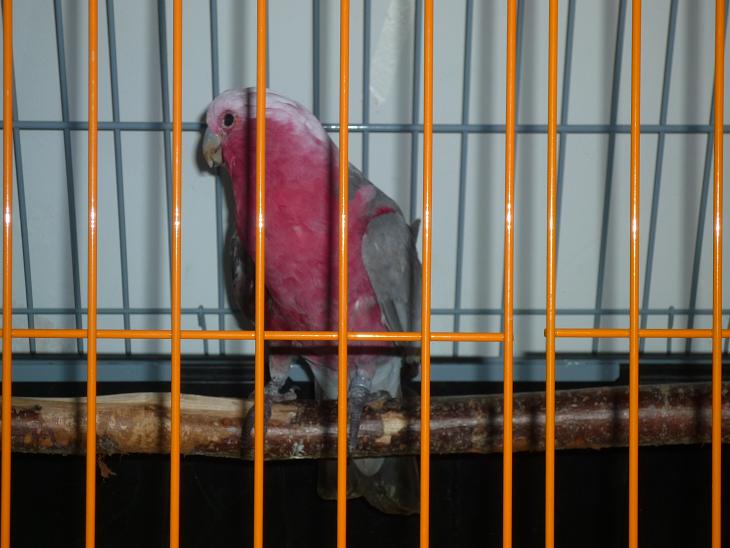 ROSALBIN INFIRMERIE.JPG