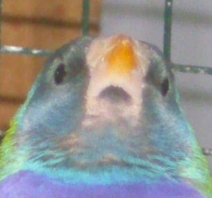 gould TN 2.jpg