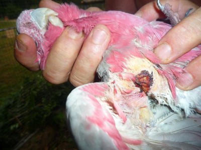 ROSALBIN BLESSE 22.08.10.JPG