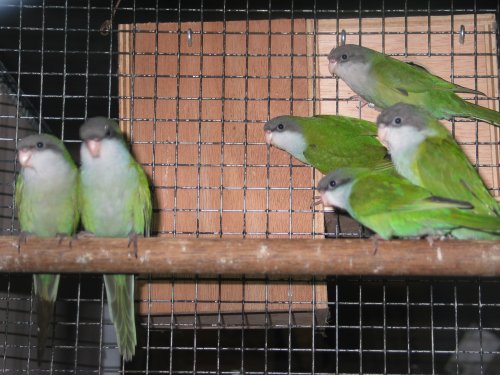 aymaras et ses jeunes  014.jpg