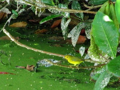 paruline jaune.jpg