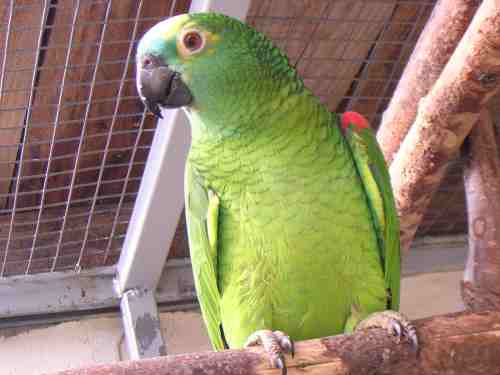MALE AMAZONE.jpg