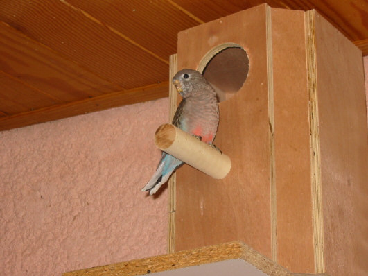 jeune male 04.JPG