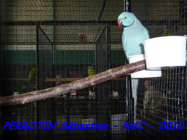 'Asie Bleu.jpg