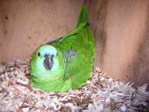 FEMELLE AMAZONE QUI COUVE.jpg