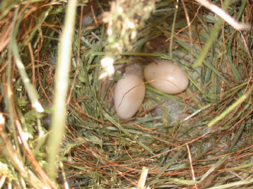 1 premiere ponte mai 04.JPG