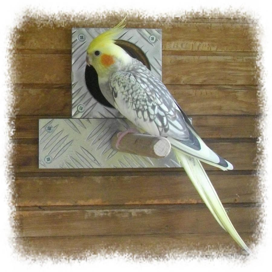 femelle_opaline_avec_masque.jpg