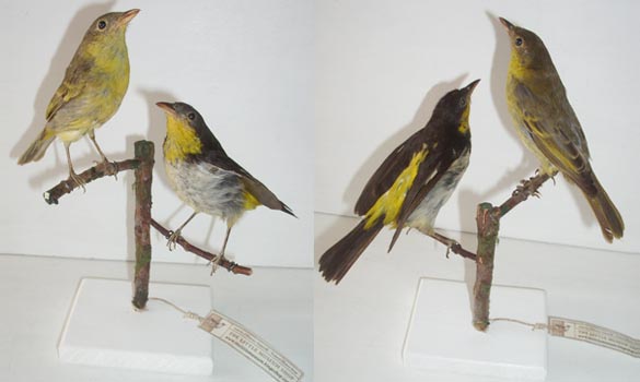 Non-identifies---1880-env--312-2-big-www-the-little-museum-shop-com.jpg