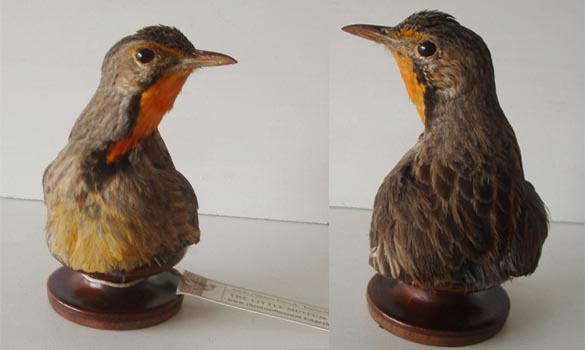 Espece-non-definie---1880-env--425-2-big-www-the-little-museum-shop-co.jpg