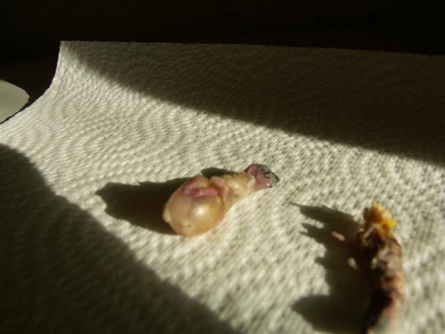 Gould 005 (Small).jpg