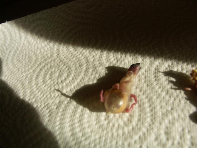 Gould 006 (Small).jpg