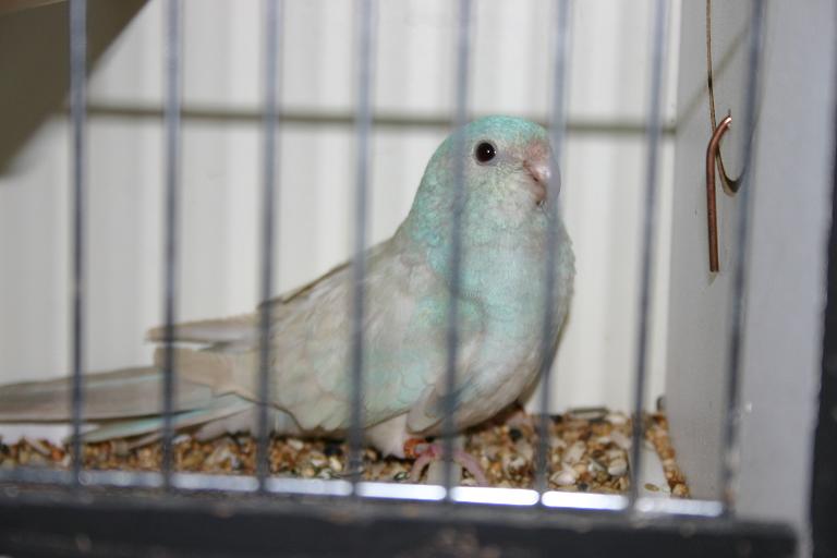 croupion bleu.jpg