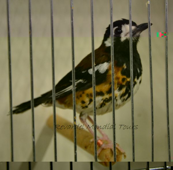 DSC_0384.JPG