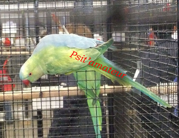 Collier2.jpg
