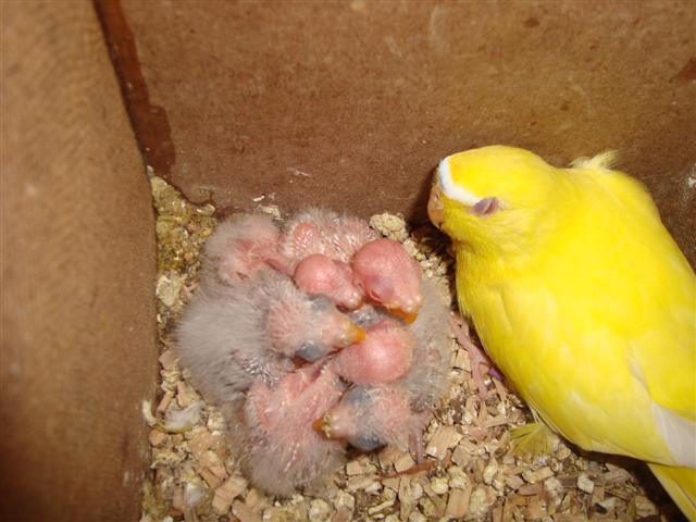 5 ELEGANTES DONT 3 LUTINO 02 (Small).JPG