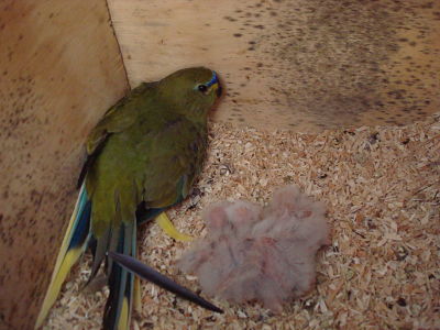 19 03  2011 (2)_opt.jpg