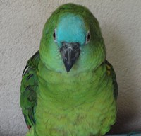 coco3.jpg