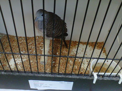 IMG00477-20111030-1600_opt.jpg
