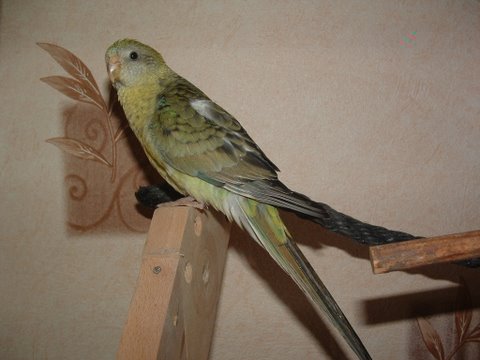 DSCF0019.JPG