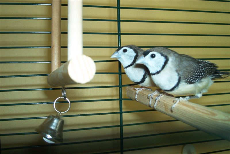 miniemickey.jpg
