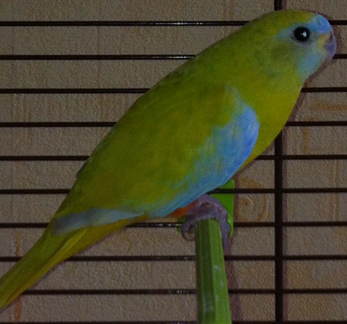 turquoisine2.jpg