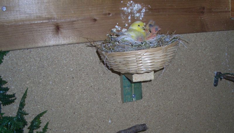 vv.jpg